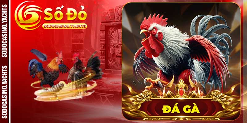 Một số lưu ý quan trọng để chơi đá gà thắng lớn tại SODO CASINO