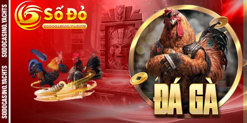 Những loại hình chọi gà nổi bật tại đá gà SODO CASINO